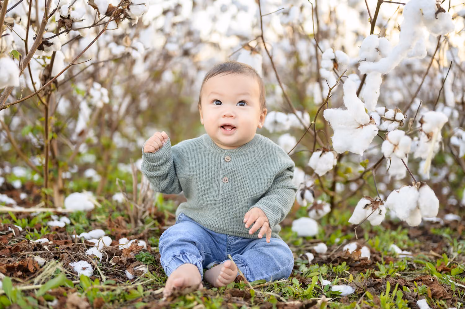 Smiling baby boy in a green sweater sitting among cotton plants in a field at Upper Mill Plantation