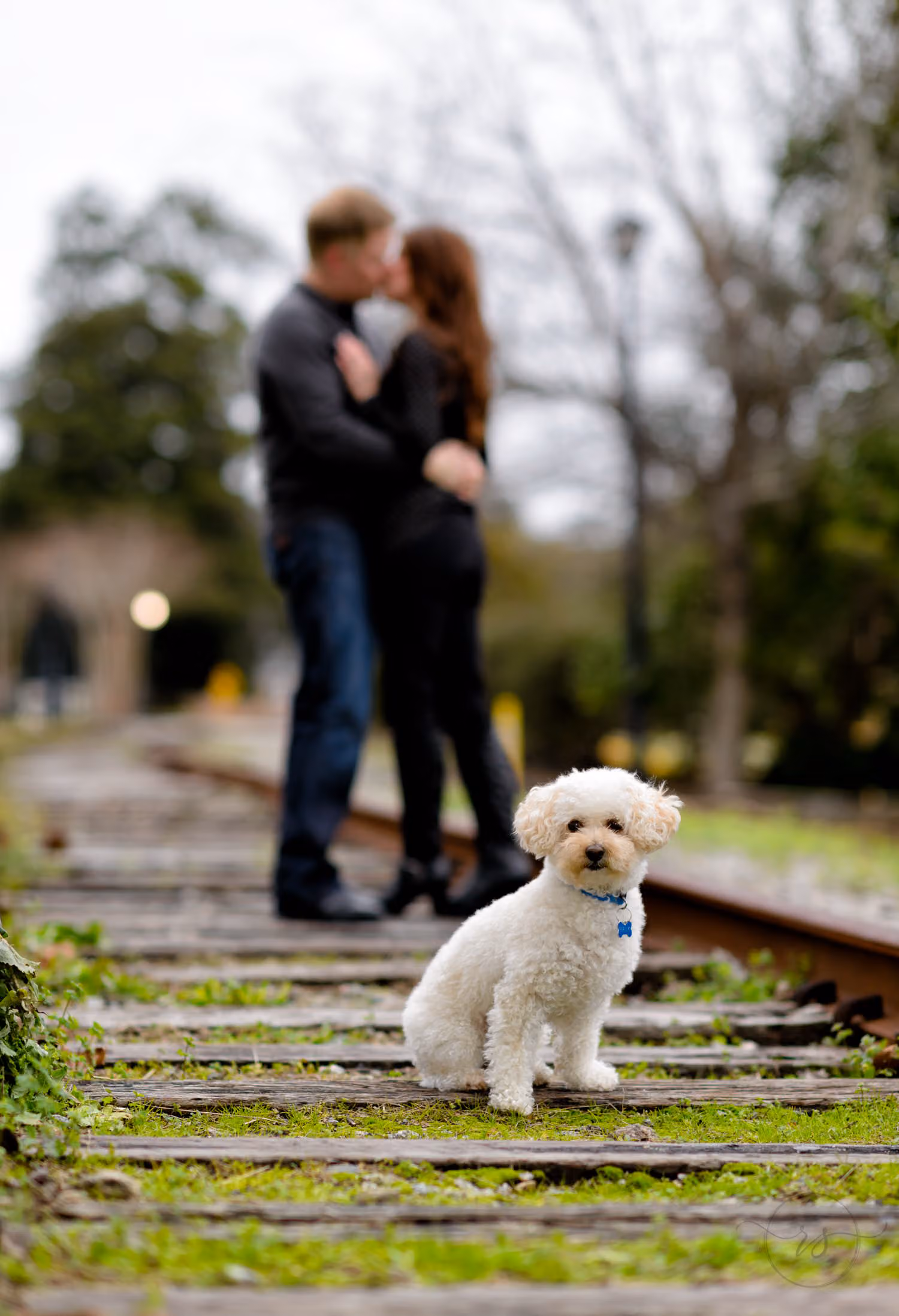 Small white poodle sitting on train tracks in front of a couple kissing along the Conway Riverwalk