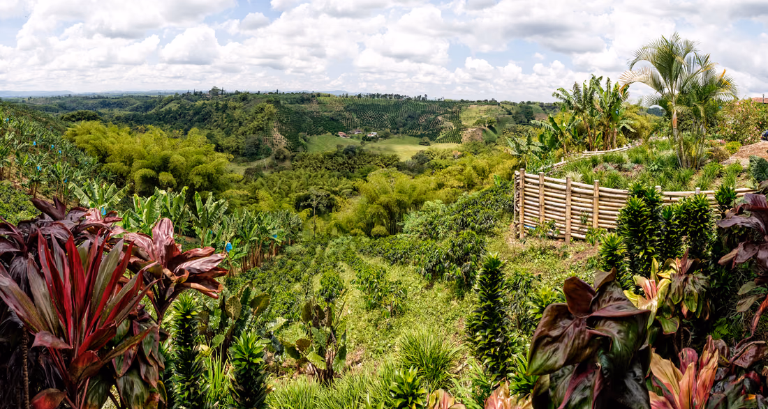 Tropical plants and green hills at the Recuca coffee plantation in Colombia