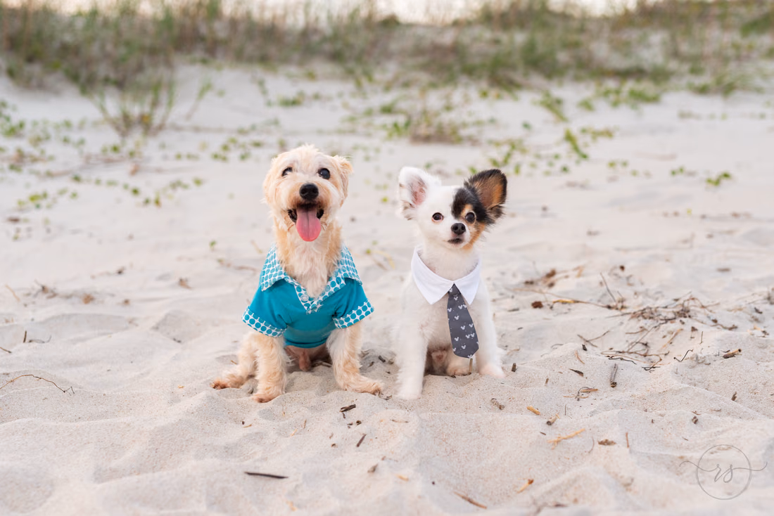 Dogs sitting together in the sand - Huntington Beach State Park