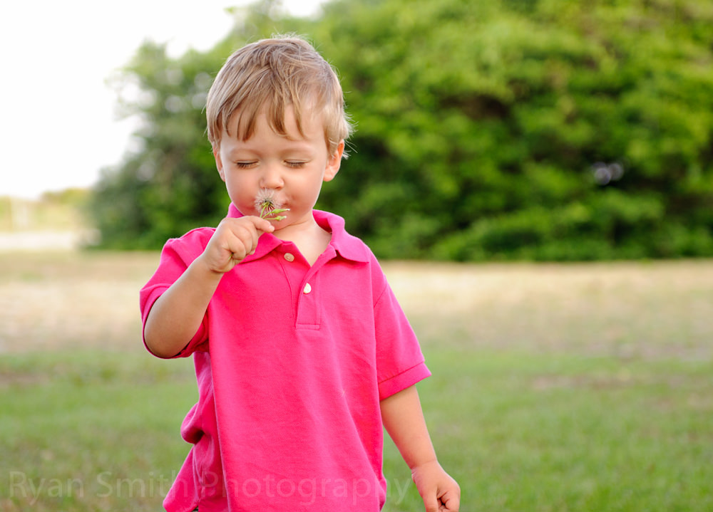 Little boy blowing dandelion, Myrtle Beach State Park