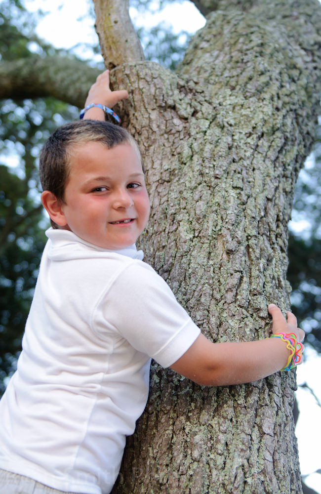 Little boy climbing a tree in the State Park