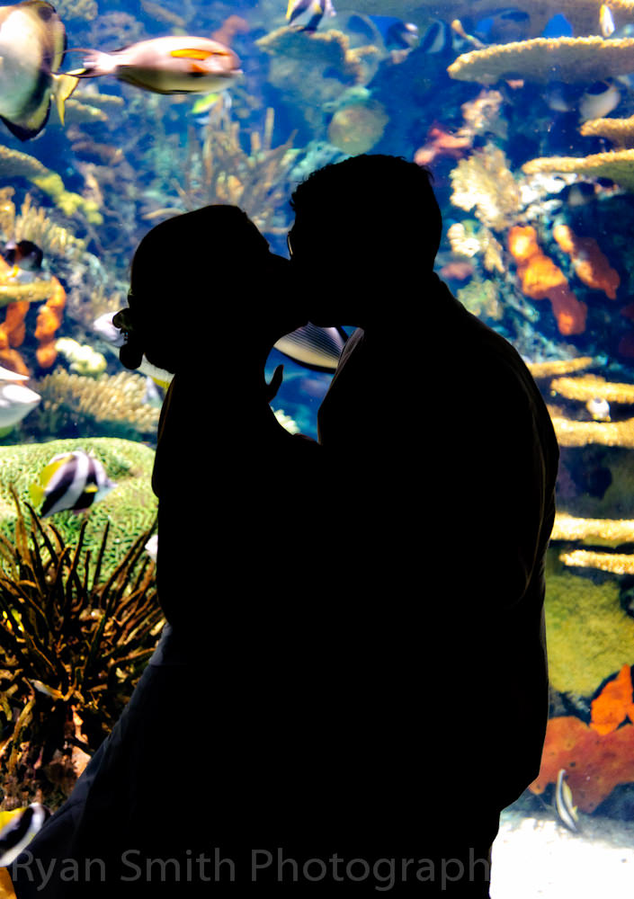 Silhouette at Ripley's Aquarium - Broadway at the Beach