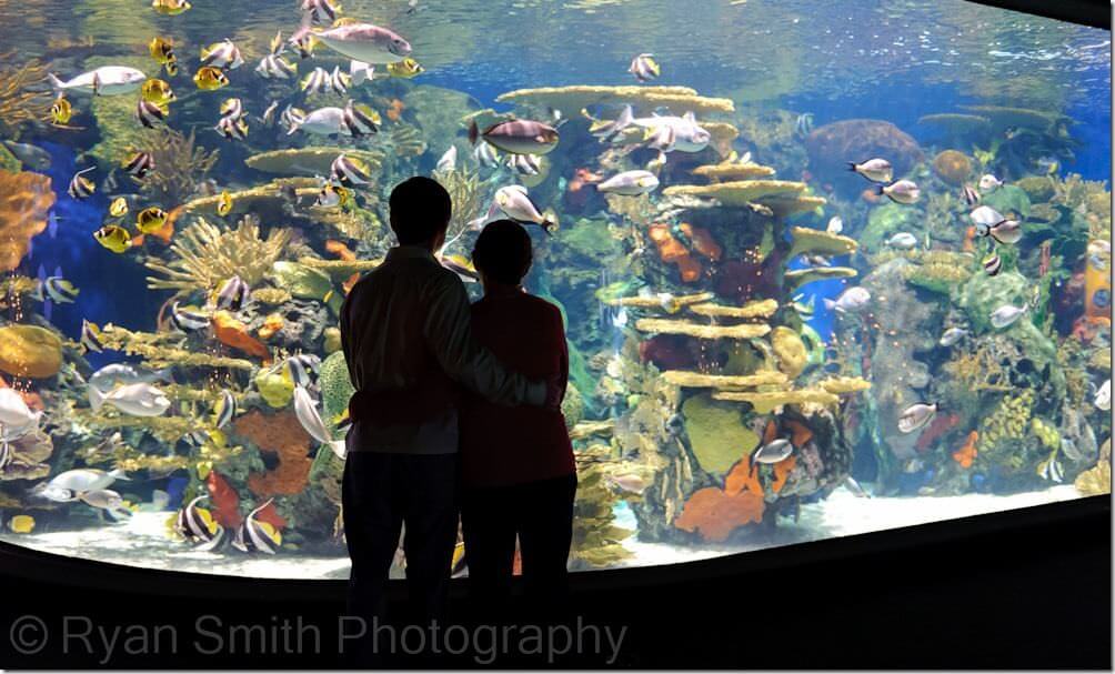Nice view of aquarium- Ripley's Aquarium - Myrtle Beach