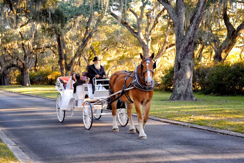Wedding at Litchfield Plantation with a horse drawn carriage 6 Bride arriving on carriage