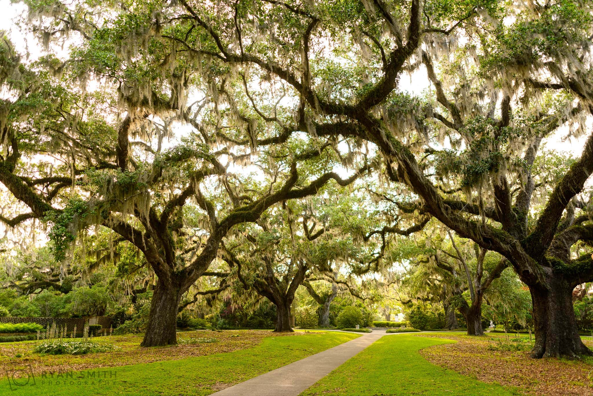 Oak tree walkway - Brookgreen Gardens