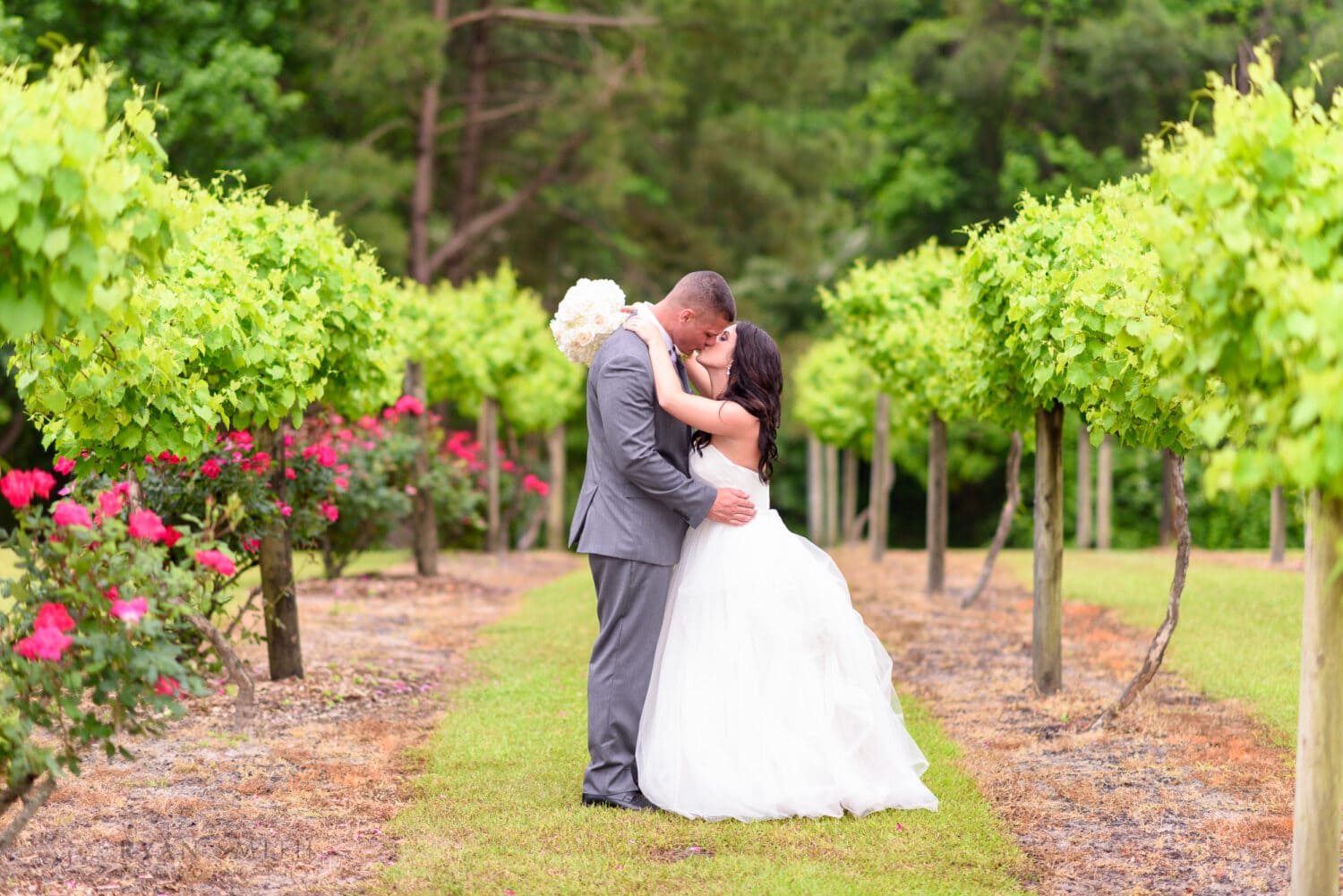 Bride and groom kissing in the vineyard - La Belle Amie Vineyard