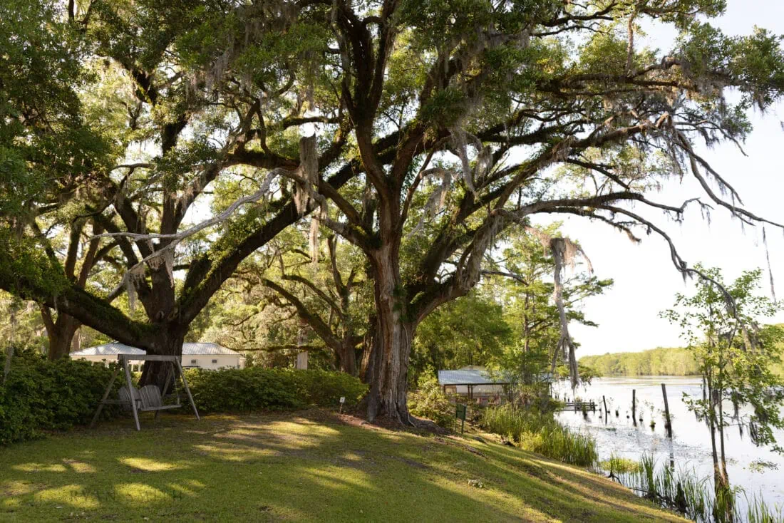 Beautiful plantation trees - Upper Mill Plantation