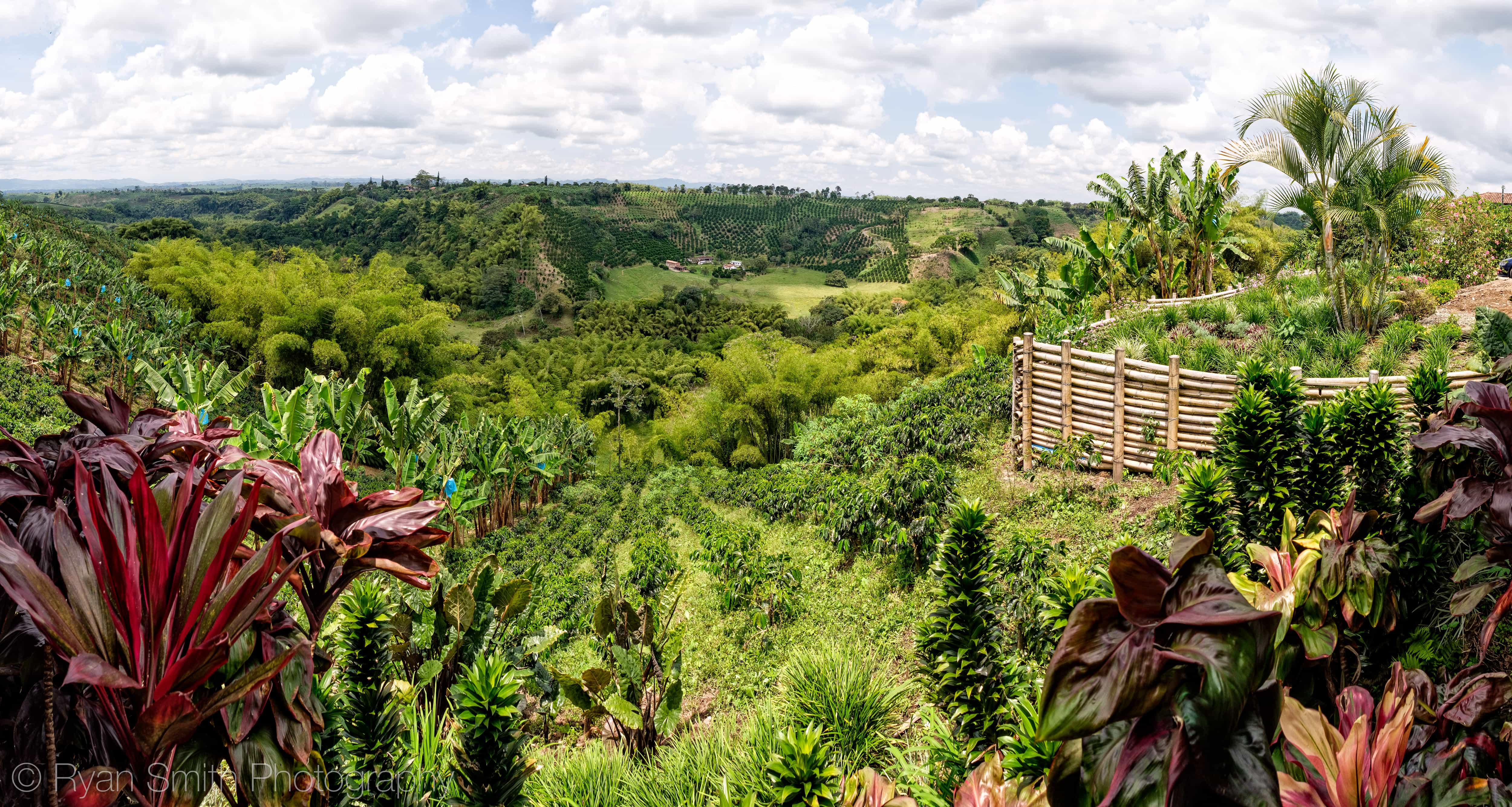 Panorama of the fields at the Coffee Plantation