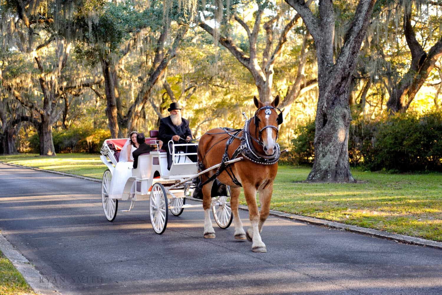 Bride arriving on horse drawn carriage - Litchfield Plantation