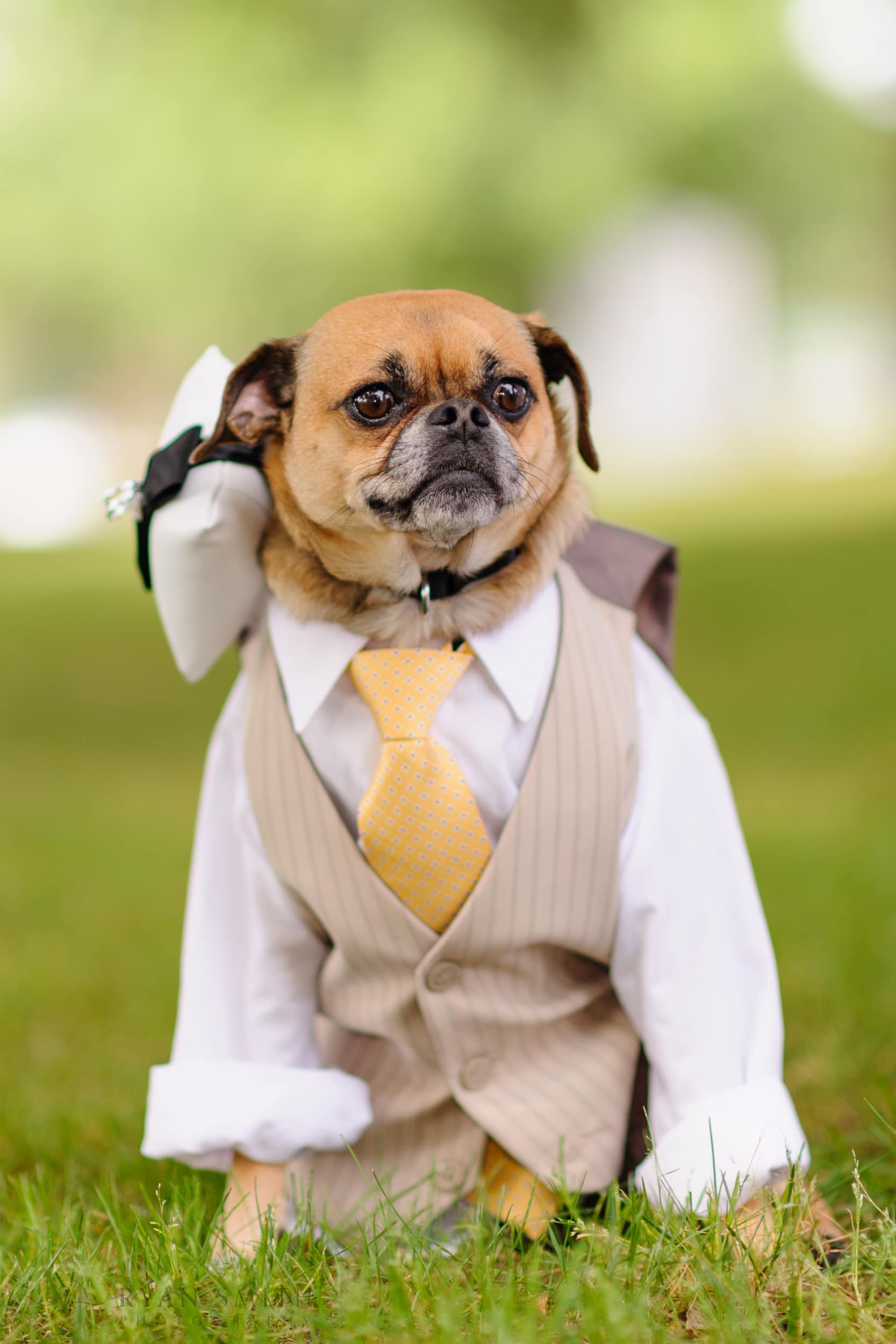 Dog dressed in suit and tie as ring bearer - Litchfield Beach and Golf Resort