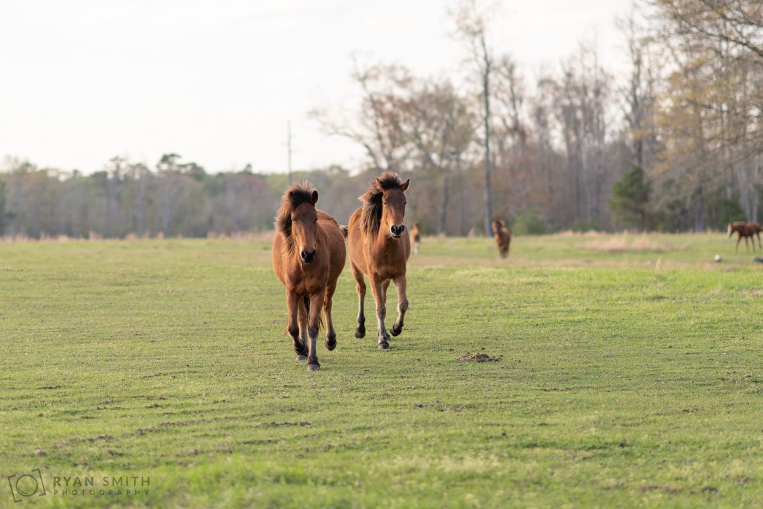 Horses running to meet us - Wildhorse at Parker Farms