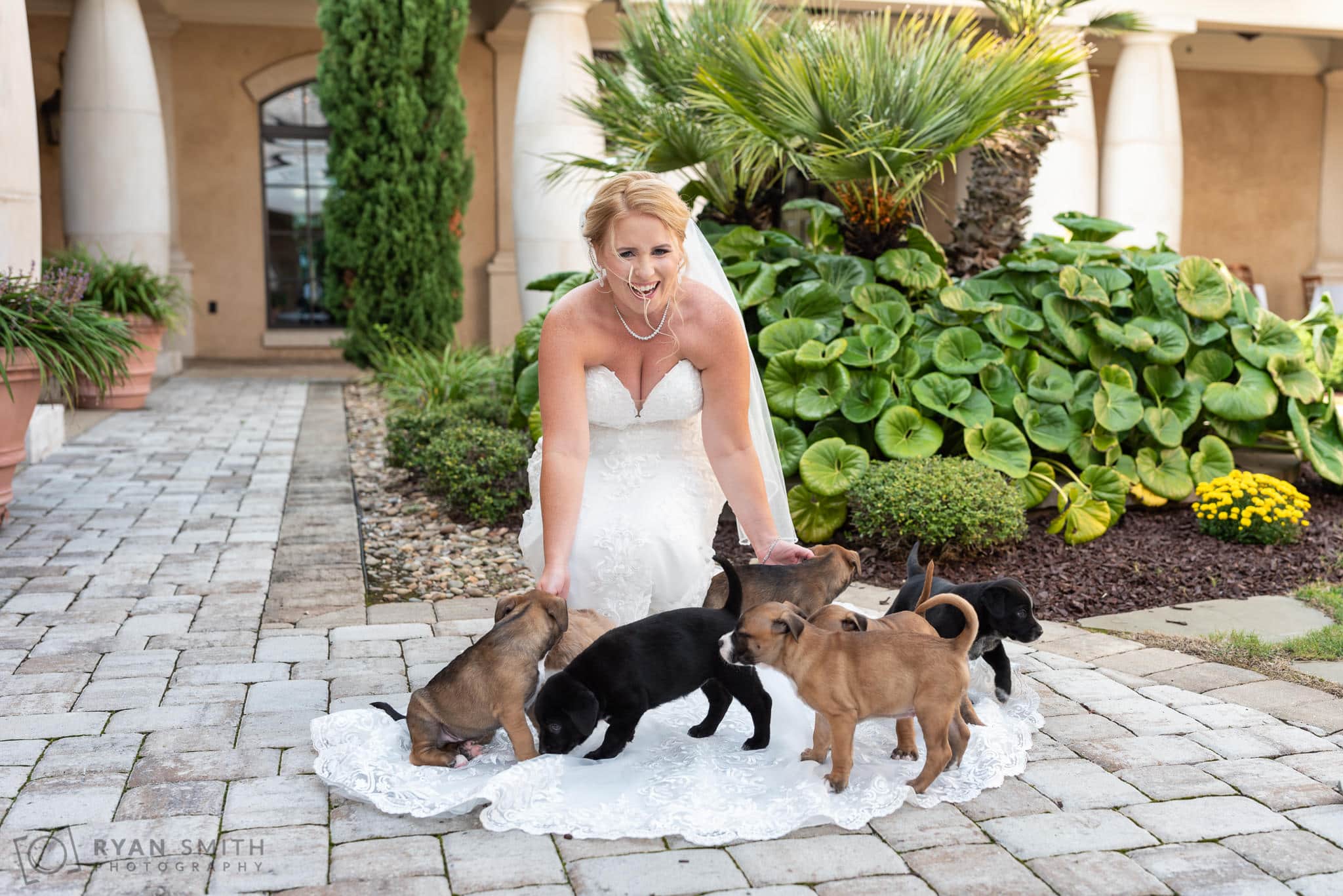 Bride with puppies on her dress - 21 Main Events - North Myrtle Beach