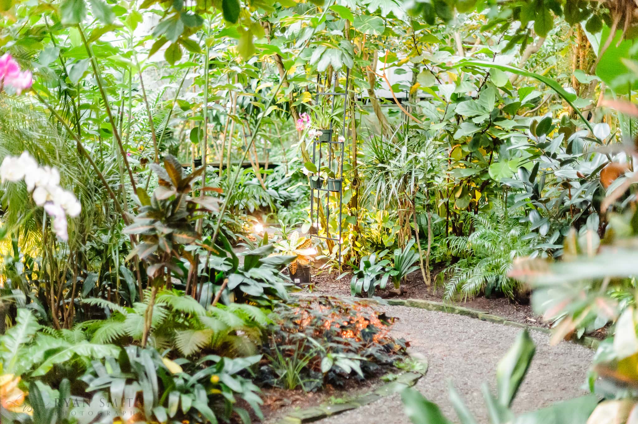 Conservatory pictures - Magnolia Plantation