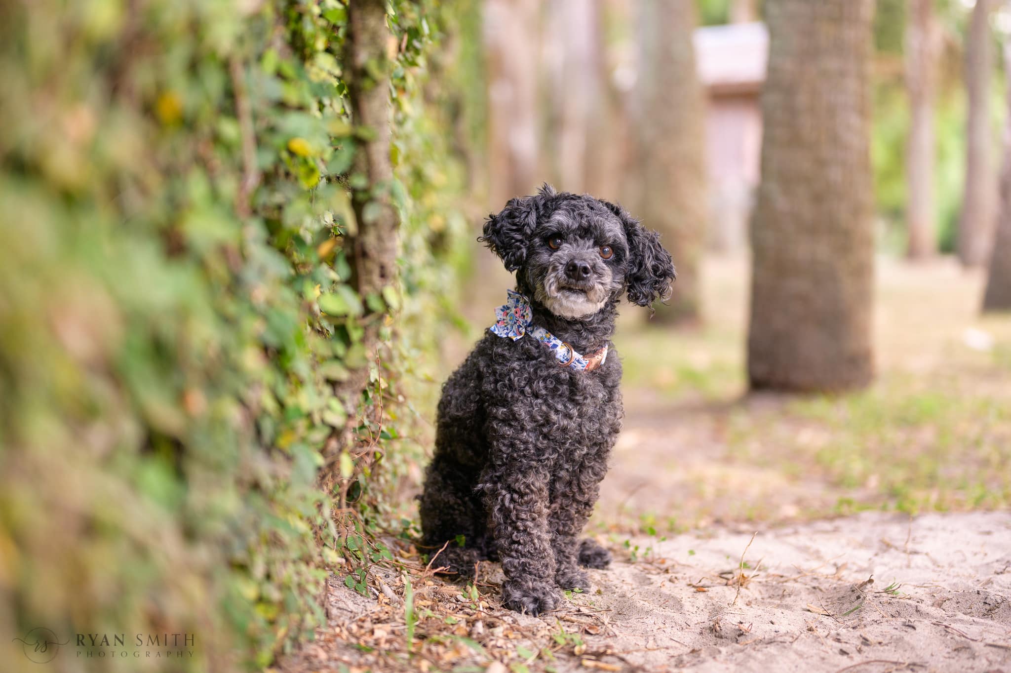 Poodle sitting by the ivy wall - Huntington Beach State Park