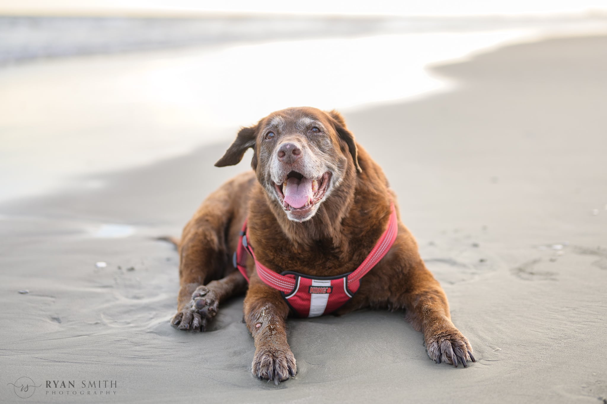 Old dog's last trip to the beach - Cherry Grove