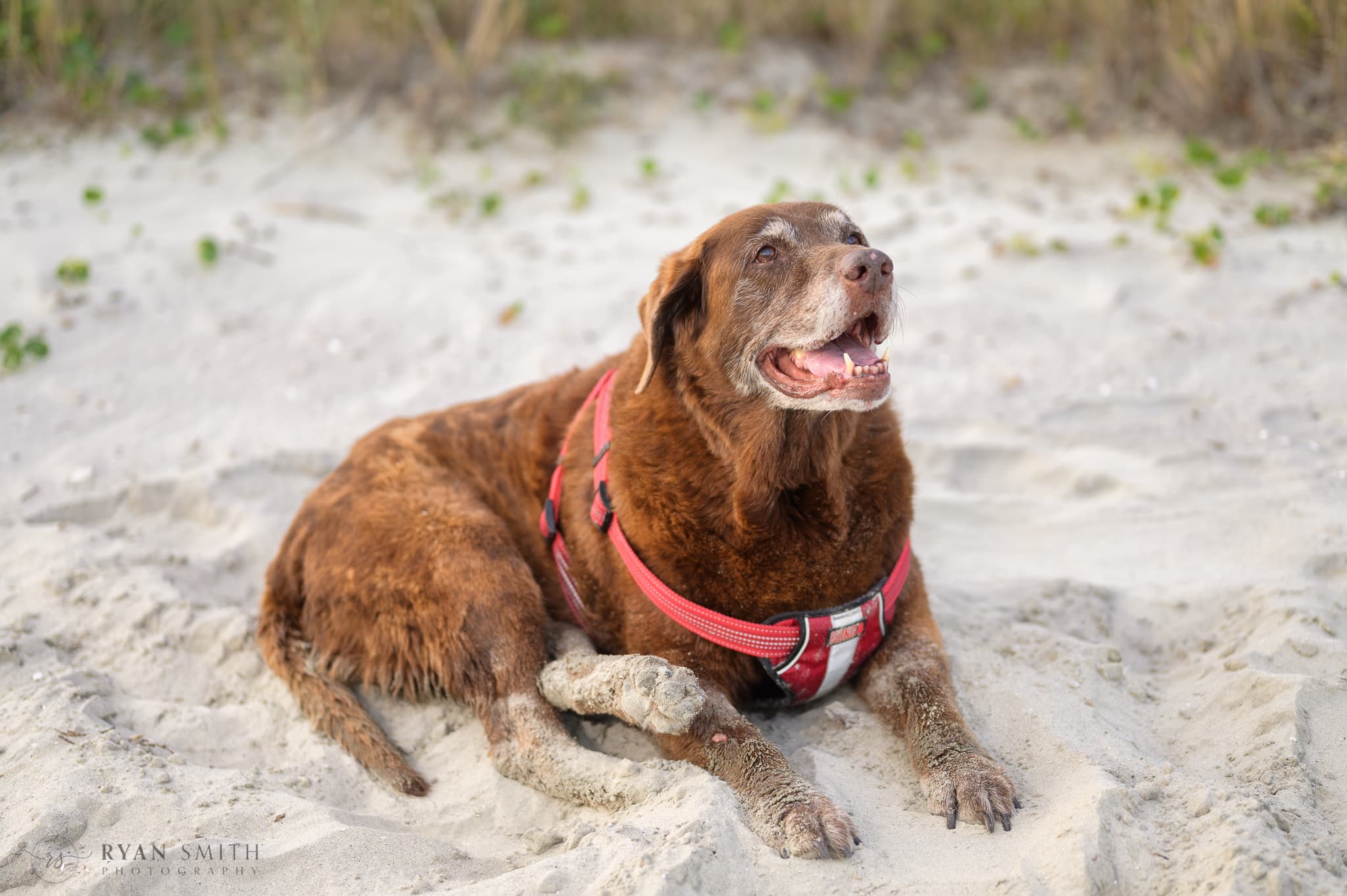 Old dog's last trip to the beach - Cherry Grove Beach
