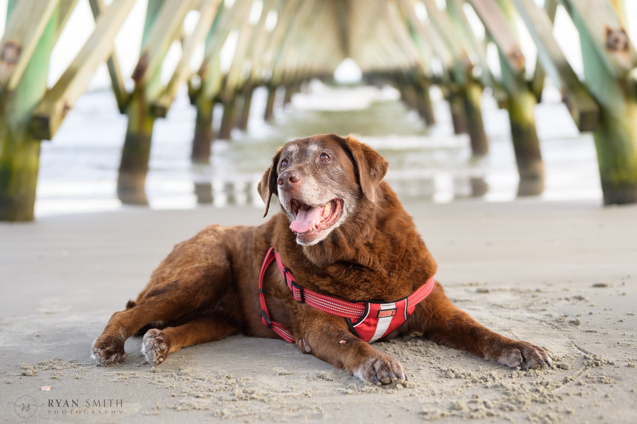 Old dog's last trip to the beach - Cherry Grove Beach