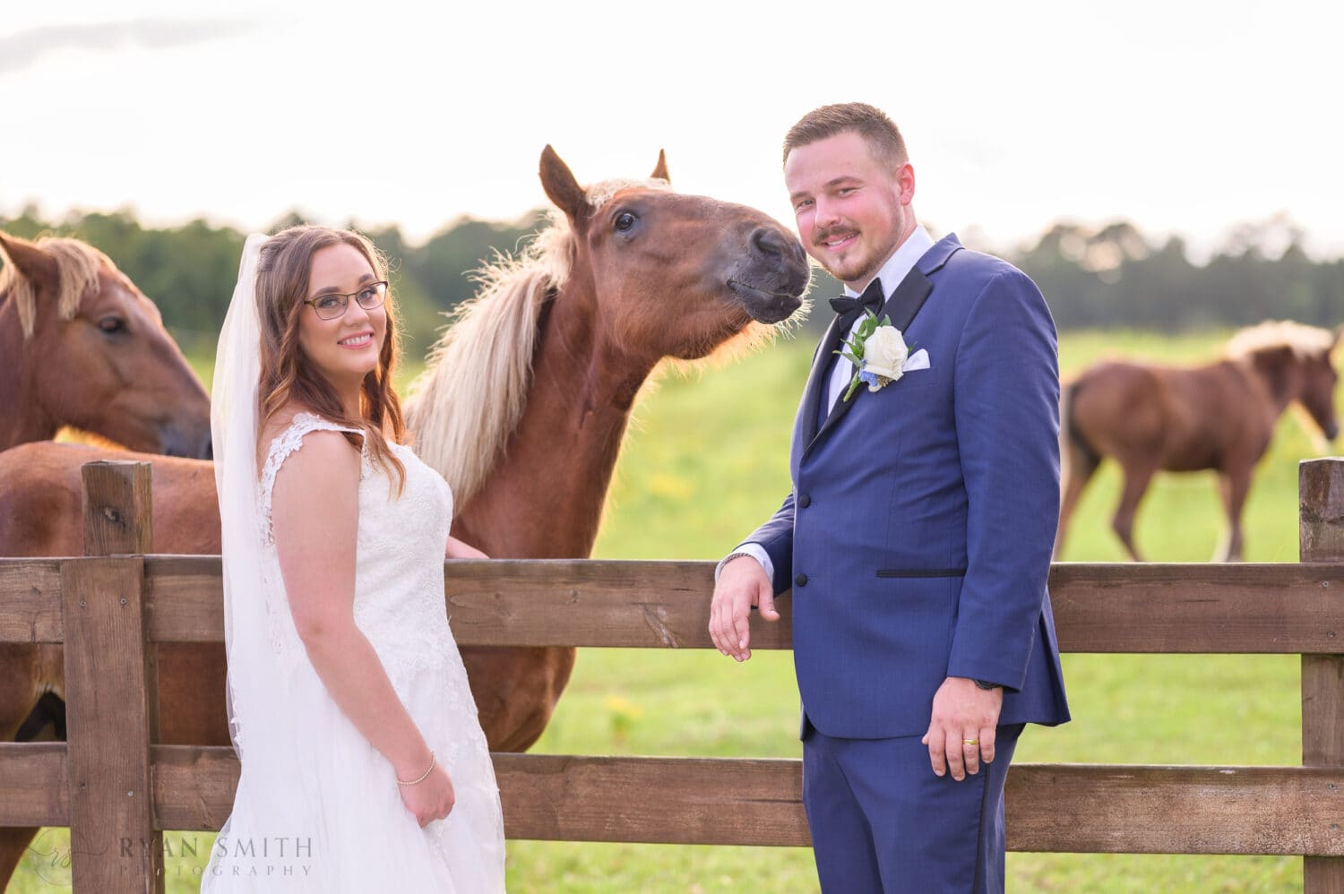 Horse wants more attention from the groom - Wildhorse at Parker Farms