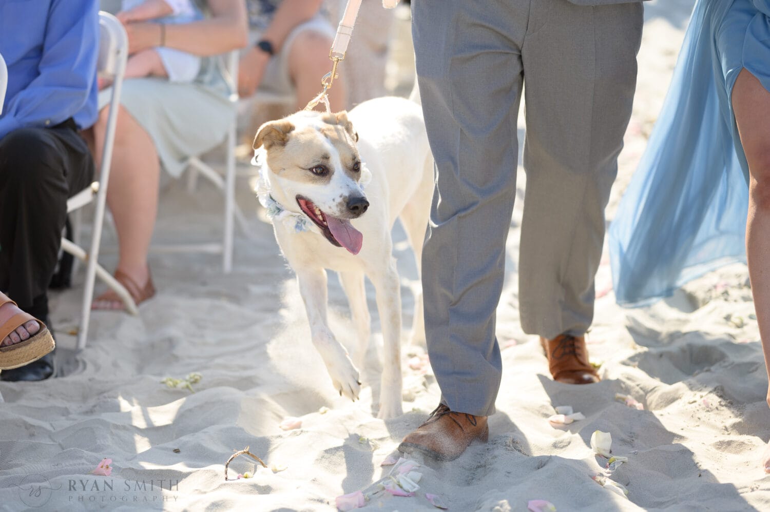 Bride and groom's dog walking to the ceremony - Pawleys Island Beach House